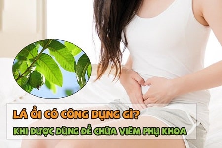 Tác dụng của lá ổi chữa viêm phụ khoa như thế nào?