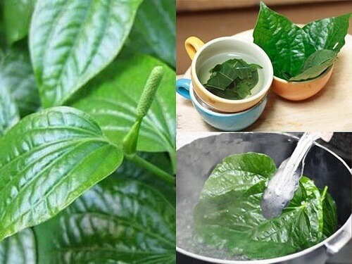 Ngâm vùng kín bằng nước lá trầu không với lá lốt