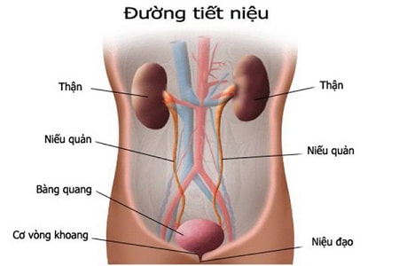 Nguyên nhân gây viêm đường tiết niệu