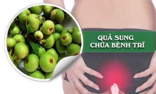 Quả sung trị bệnh trĩ