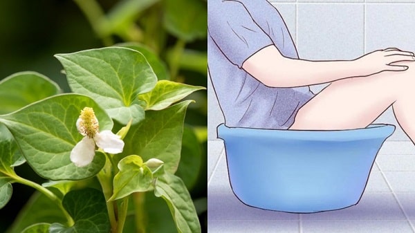 Dùng rau diếp cá xông hậu môn 