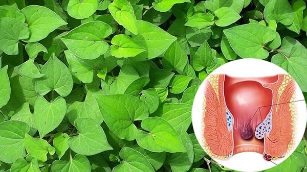 Lựa chọn diếp cá chữa trĩ nội vì sao được ưa chuộng?
