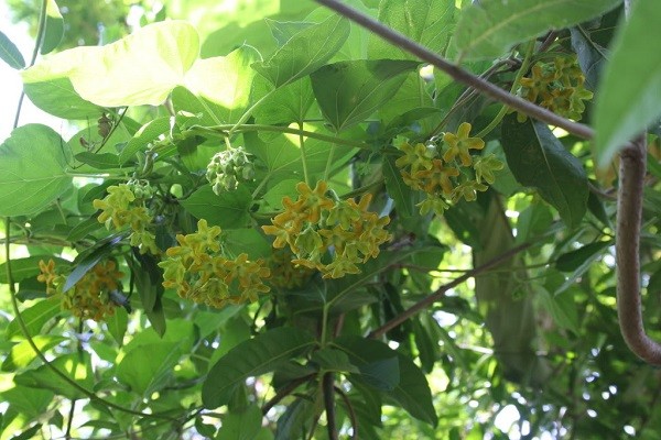 Sử dụng hoa thiên lý chữa bệnh trĩ sau sinh