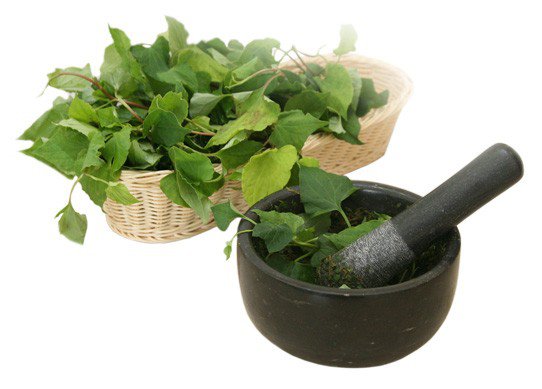 Có thể sử dụng rau diếp cá để chữa bệnh trĩ
