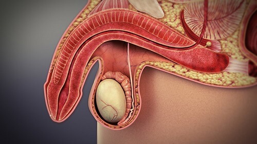 Tại sao dương vật không cứng được