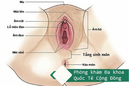 Tầng sinh môn
