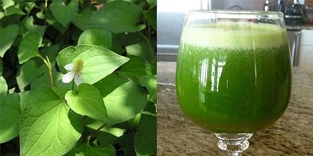 Những bài thuốc chữa bệnh trĩ bằng thảo dược mà bạn nên biết