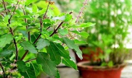 Liệu bạn đã hiểu rõ về bệnh trĩ chưa ?
