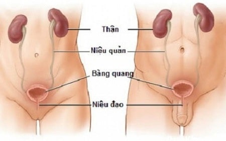 Viêm niệu đạo mãn tính có chữa được không ? 