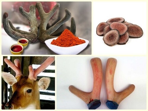  Thuốc bắc ngâm rượu chữa yếu sinh lý từ nhung hươu