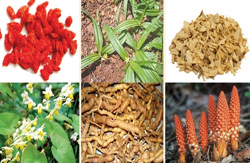 Chữa yếu sinh lý nam giới bằng thuốc nam
