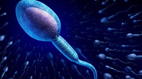 Tinh trùng yếu gây vô sinh ở nam giới