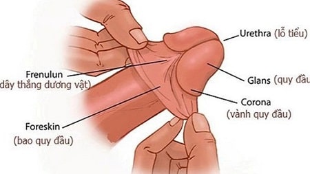 Cắt dây hãm bao quy đầu khi nào?