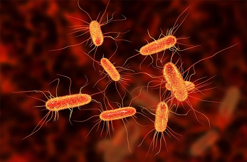 Vi khuẩn ở đường ruột E.Coli gây viêm bàng quang